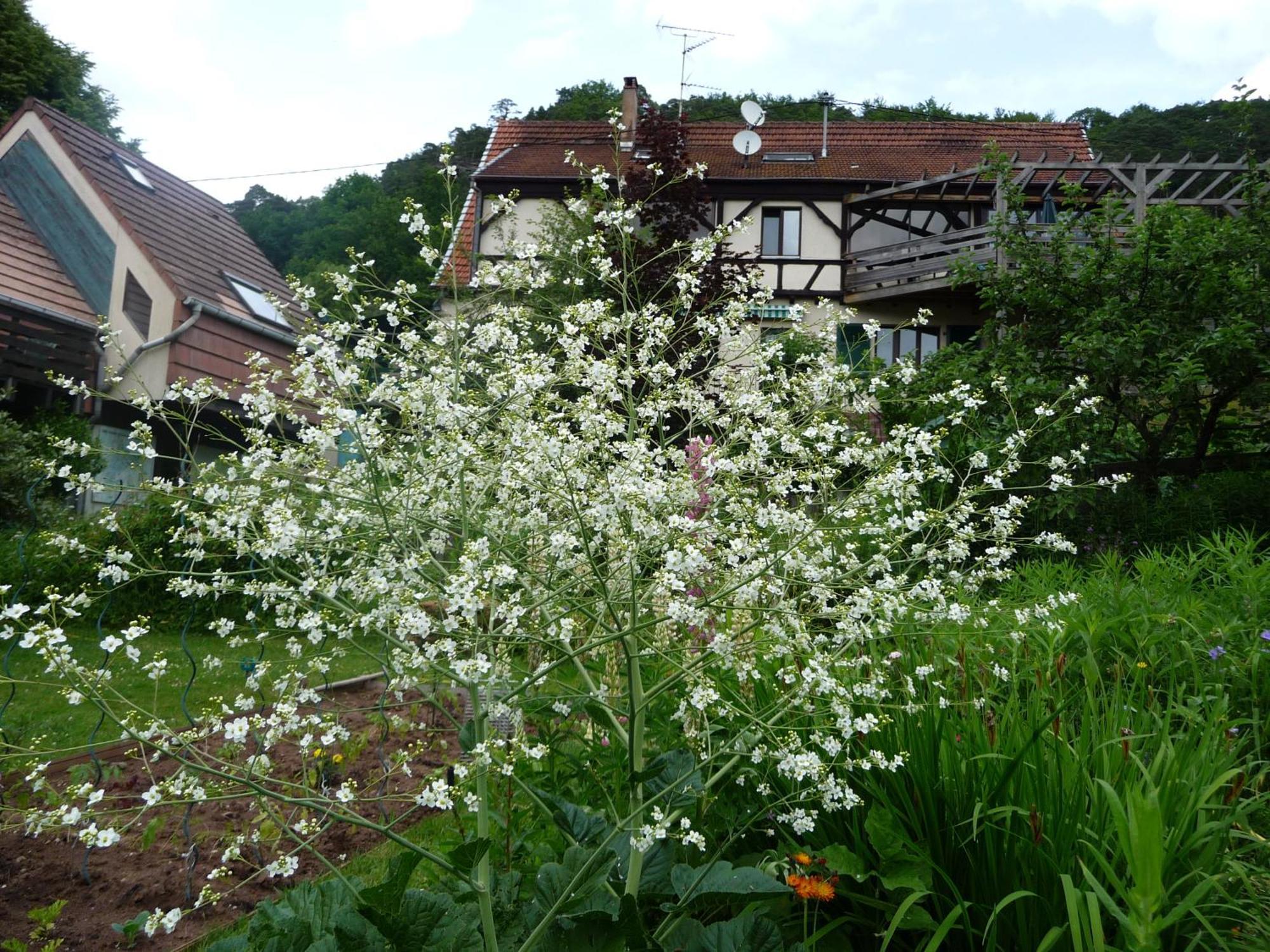 Alsace Village Obersteinbach Exterior foto